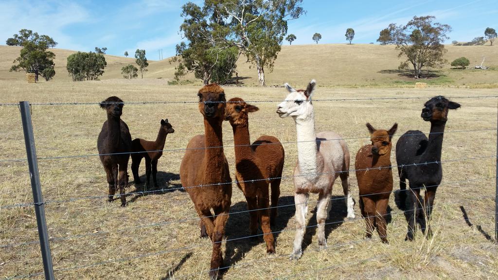 Hillview Farmstay Gundagai Esterno foto