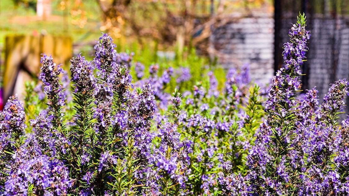 Hillview Farmstay Gundagai Esterno foto