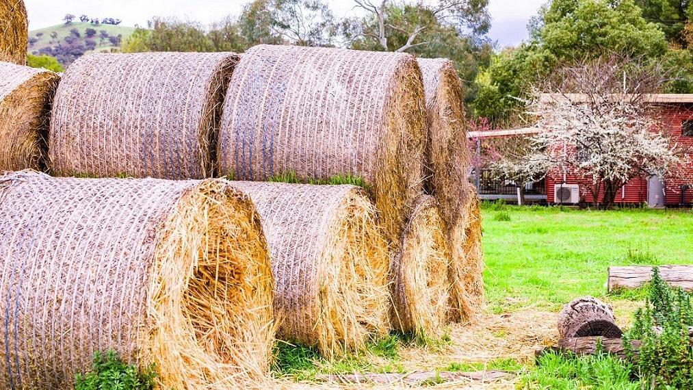 Hillview Farmstay Gundagai Esterno foto