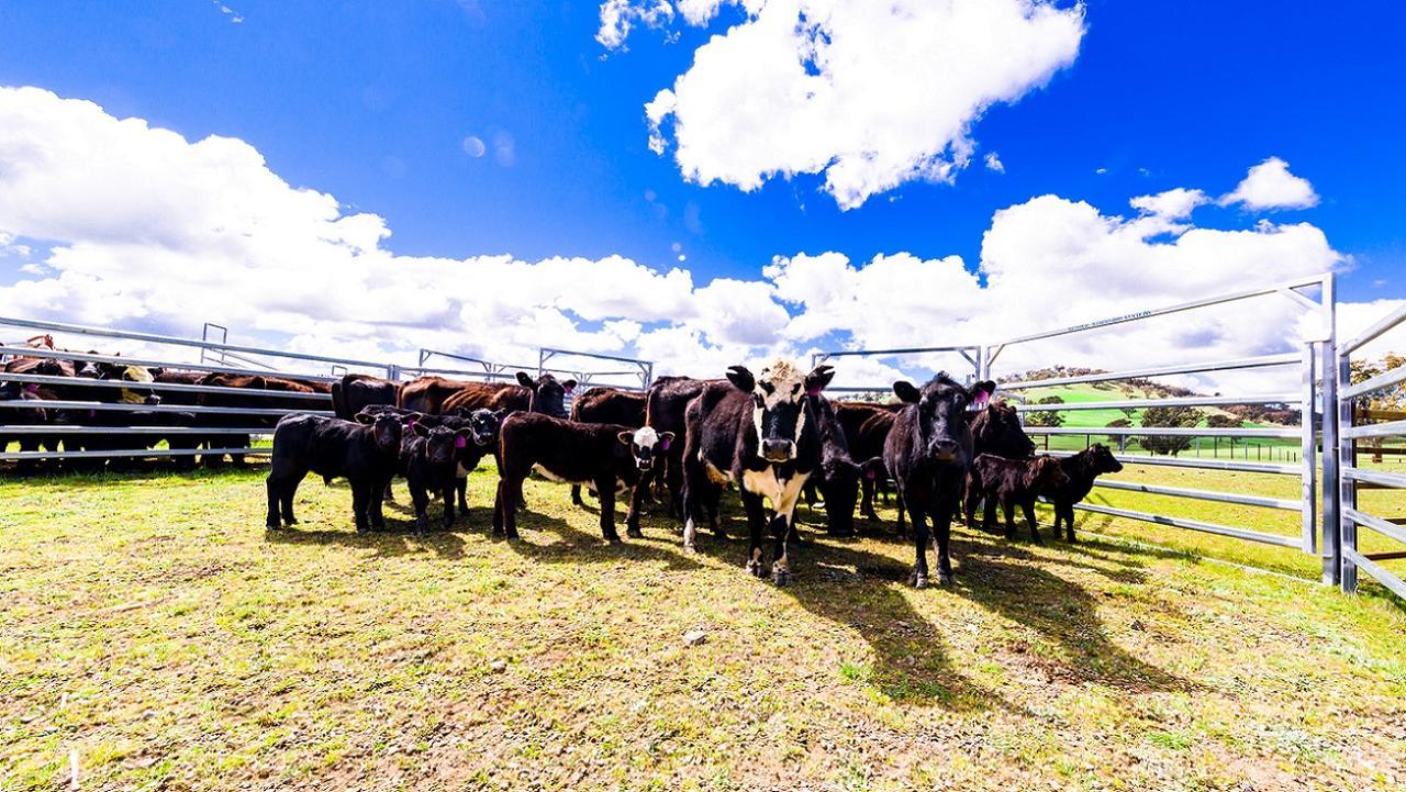 Hillview Farmstay Gundagai Esterno foto