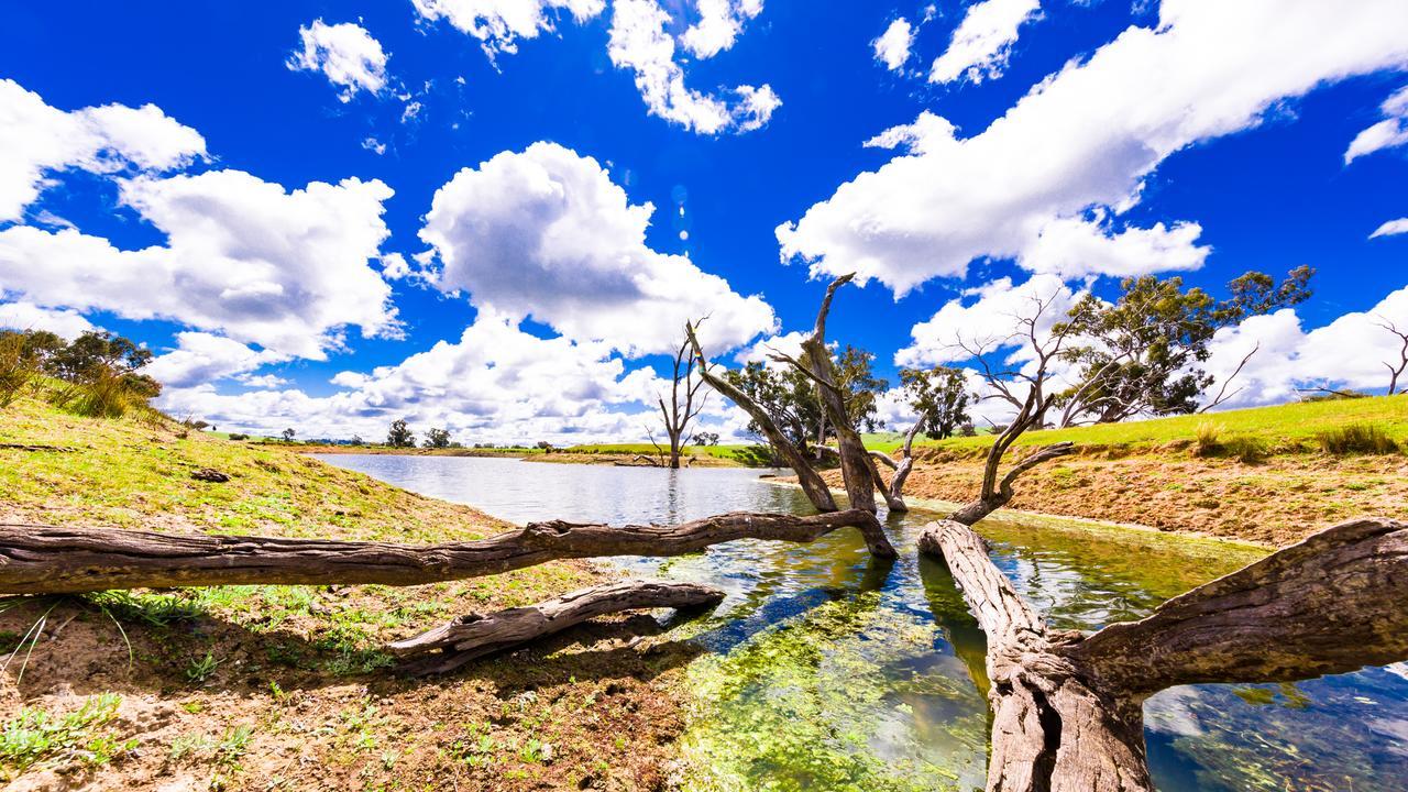 Hillview Farmstay Gundagai Esterno foto